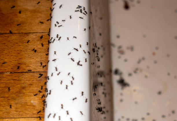 Best Emergency Pest Control  in Cottage Lake, WA
